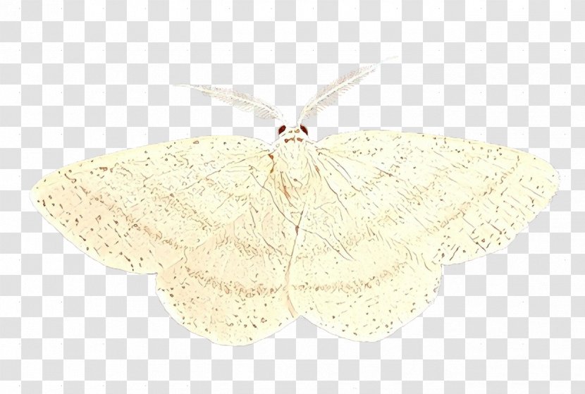 Butterfly Cartoon - Tawhana - Beige Transparent PNG