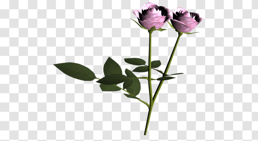 Garden Roses Cut Flowers Bud Plant Stem - Flower - Rose Transparent PNG