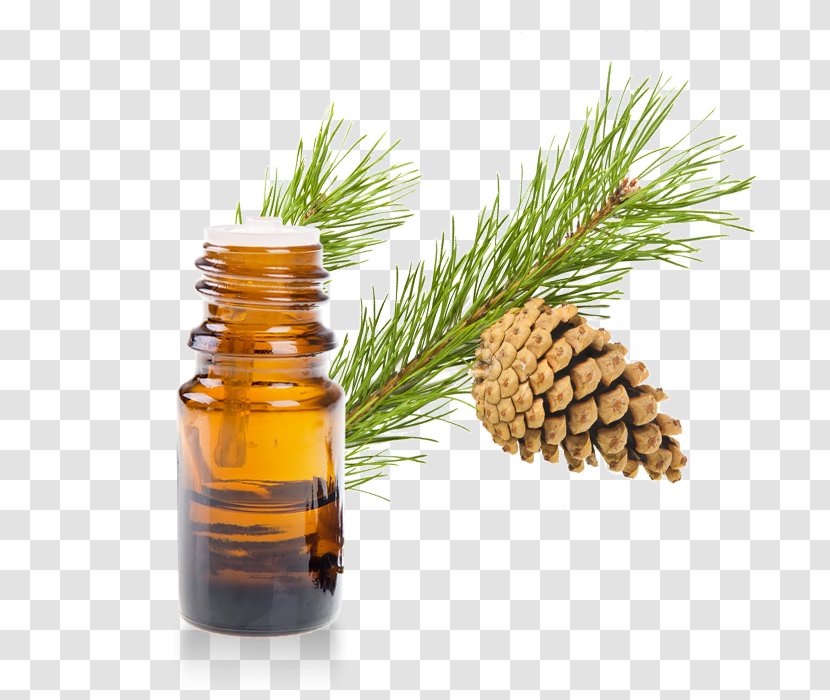 Essential Oil Aromatherapy Scots Pine Aroma Compound - Spruce - Melaleuca Tree Transparent PNG