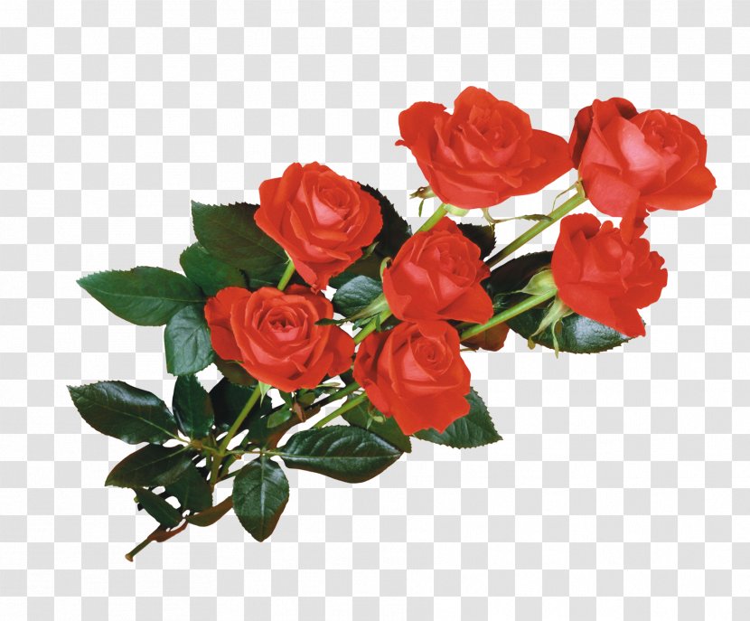 Flower Desktop Wallpaper Giphy - Flowering Plant - Red Roses Transparent PNG