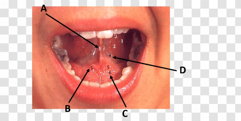 Sublingual Papilla Jaw Close-up Gland - Watercolor - Flower Transparent PNG