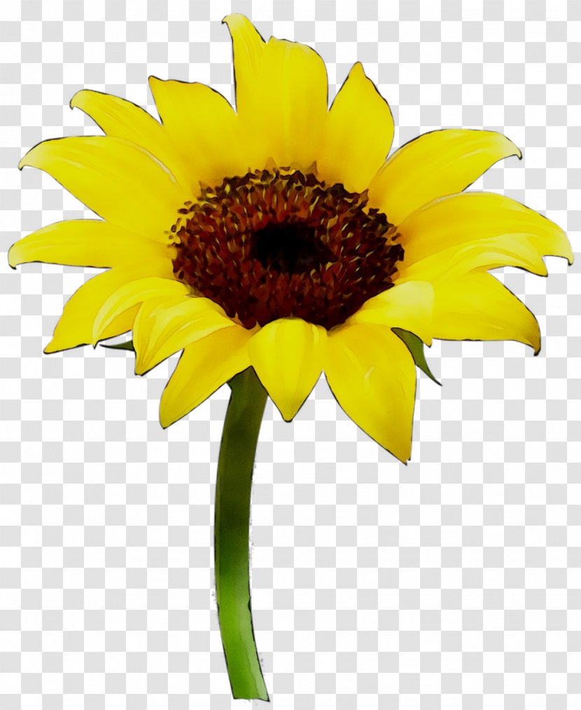 Common Sunflower Vase Oil - Asterales - Flowering Plant Transparent PNG