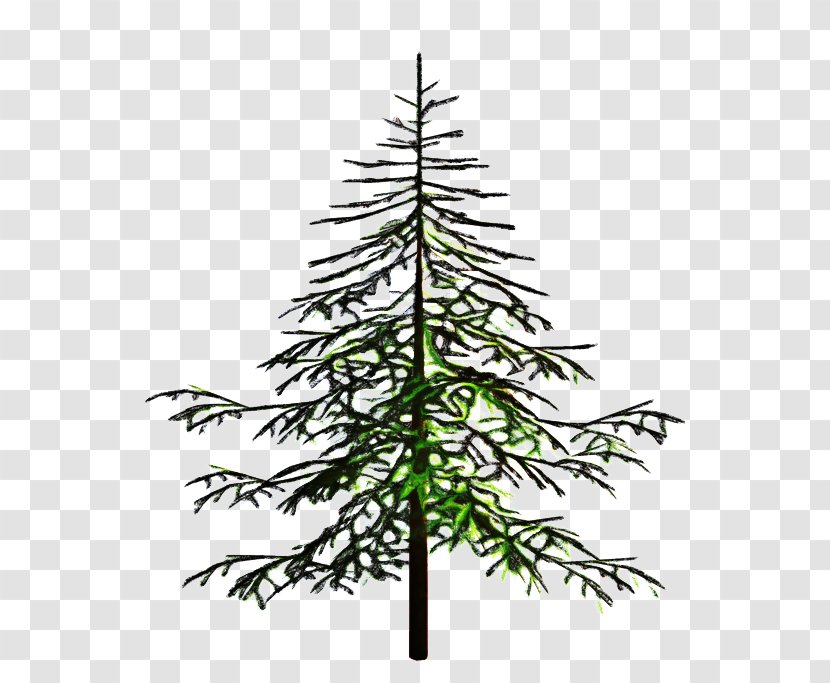 Christmas Black And White - Jack Pine - Cypress Family Eastern Hemlock Transparent PNG