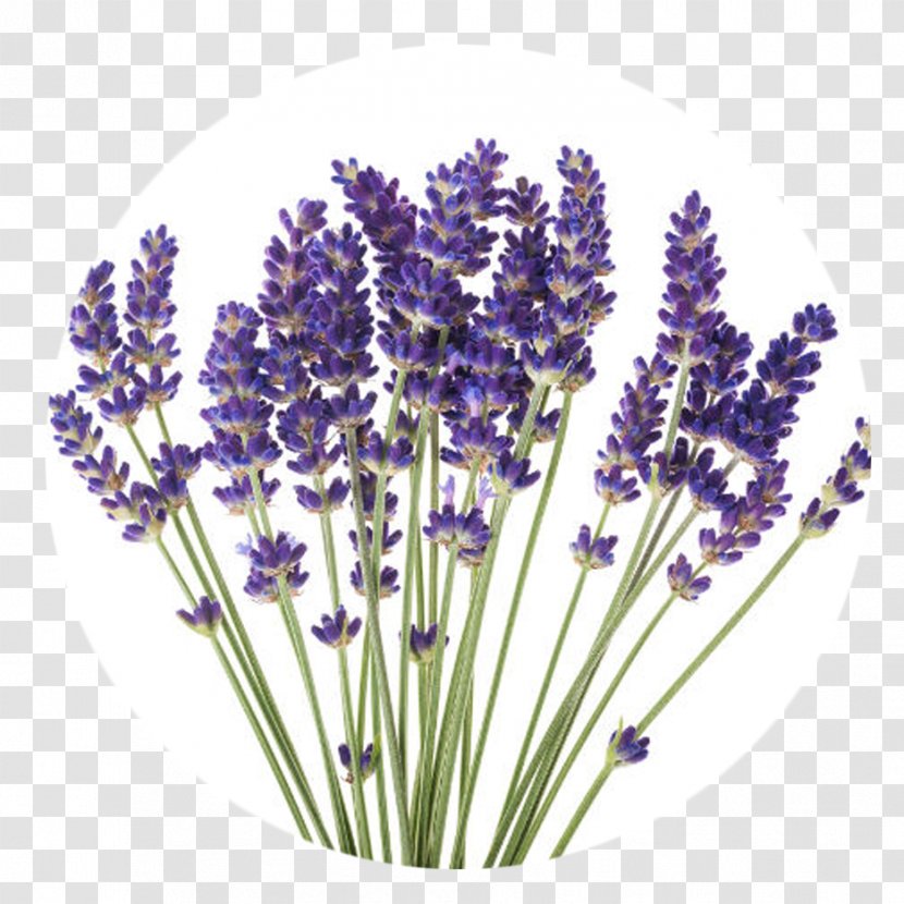 English Lavender Stock Photography Flower Plant French Transparent PNG