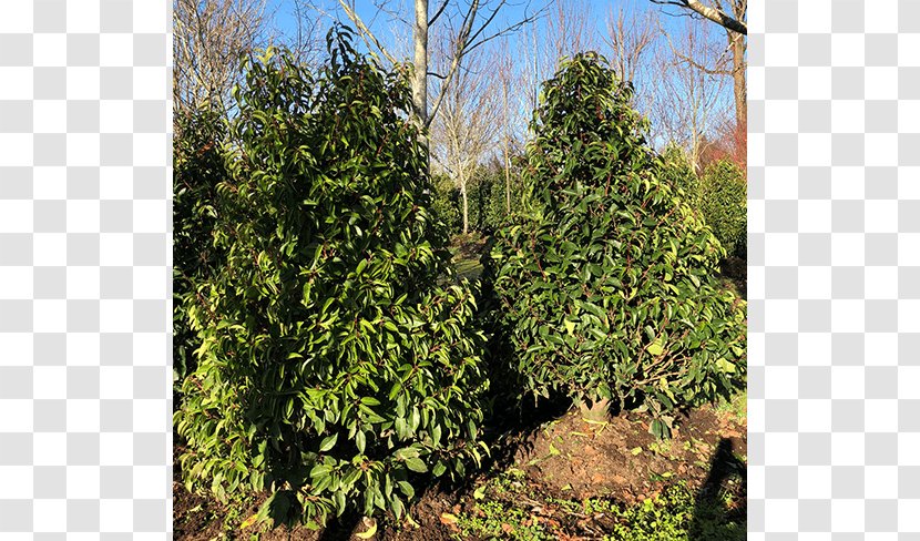 Tree Leyland Cypress Arborvitae Evergreen Shrub - Plant Community Transparent PNG