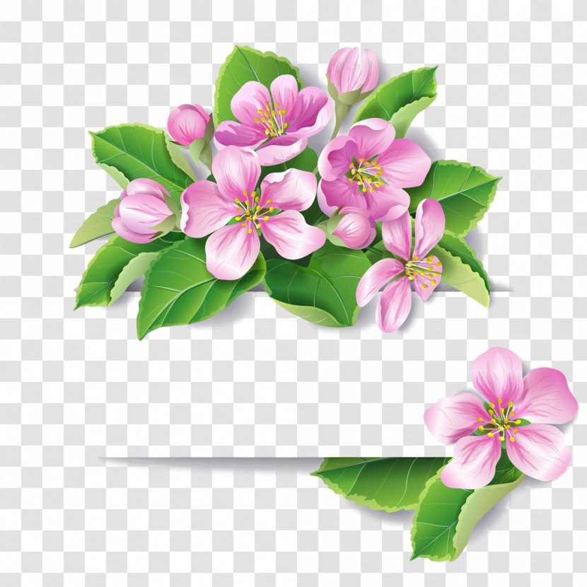 Flower Flowering Plant Petal Pink - Malus - Bouquet Transparent PNG