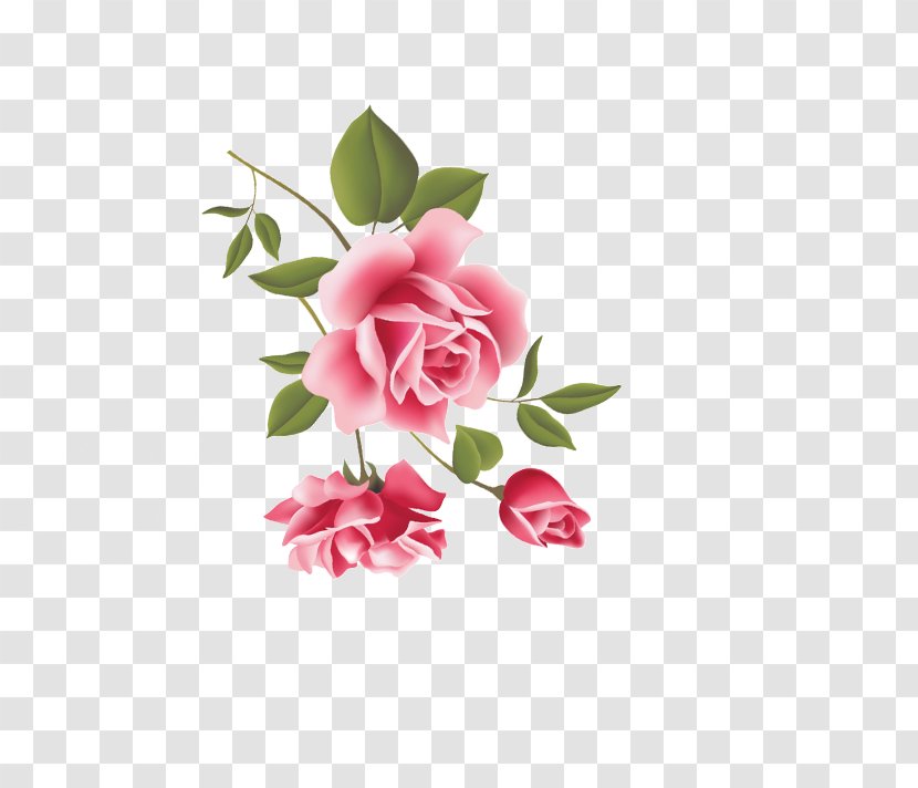 Beach Rose Pink Flower - Flowering Plant Transparent PNG
