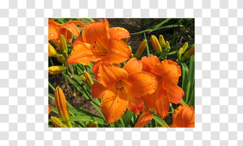 Lilium Terra Ceia Farms Yellow Daylily Bulb Flower - Garden Transparent PNG