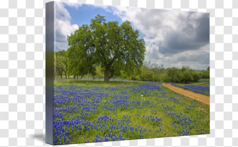 Bluebonnet Texas Hill Country Painting Art - Work Of Transparent PNG