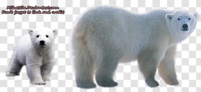 Polar Bear Clip Art - Pizzly - Transparent Background Transparent PNG