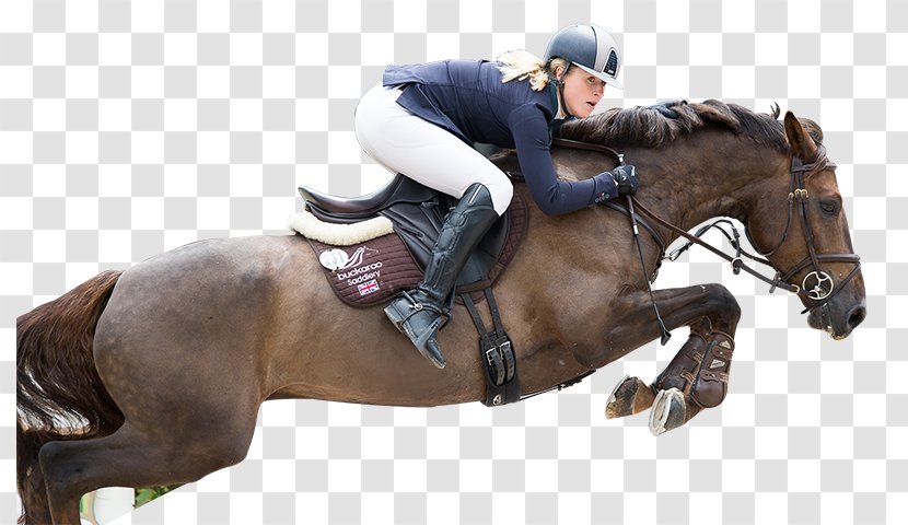 Horse Tack Equestrian Stallion English Riding - Mane Transparent PNG