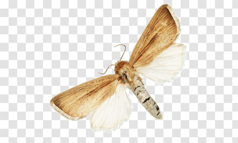 Silkworm Insect Turnip Moth Butterflies And Moths Fruit Flies - Owlet Transparent PNG