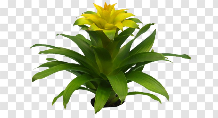 Flowering Plant Asplenium Nidus Bromelia Poinsettia - Bromeliads Transparent PNG