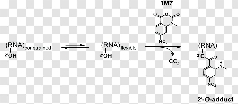 RNA Area Shape - Hydroxy Group - Document Transparent PNG