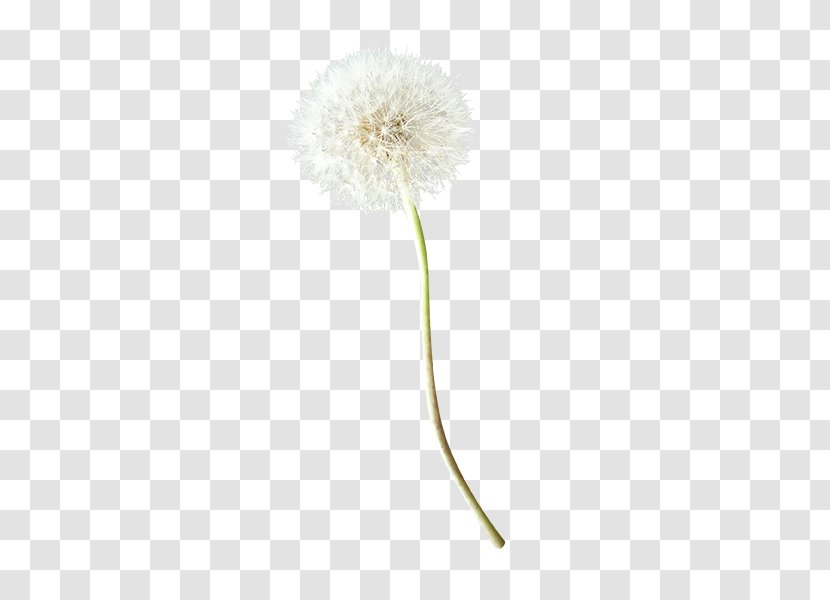 Common Dandelion - Flower - Creative Transparent PNG