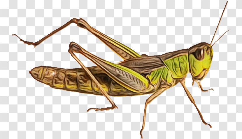 Insects Grasshoppers Population Genetics Population Genetics Transparent PNG