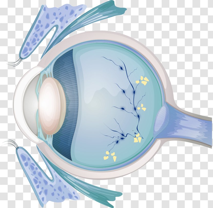 Optician Eye Examination Diabetic Retinopathy Visual Perception Transparent PNG