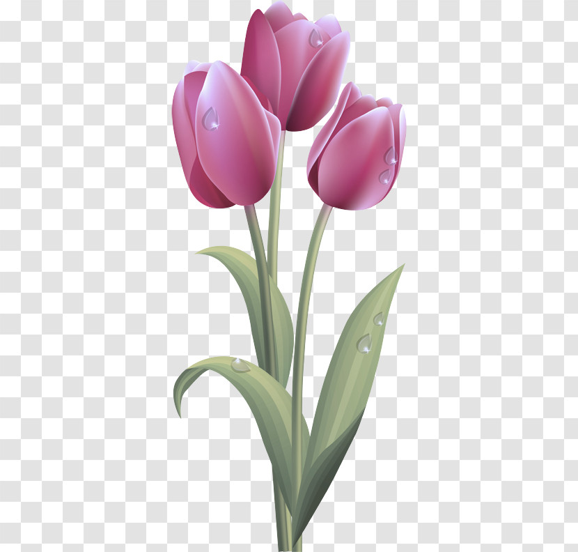 Flower Bouquet Transparent PNG