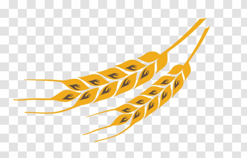 Yellow Wheat - Color - Design Vector Material Transparent PNG