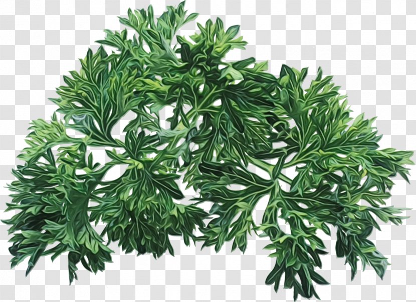 Plant Flower Leaf Tree Woody - Artemisia Herb Transparent PNG