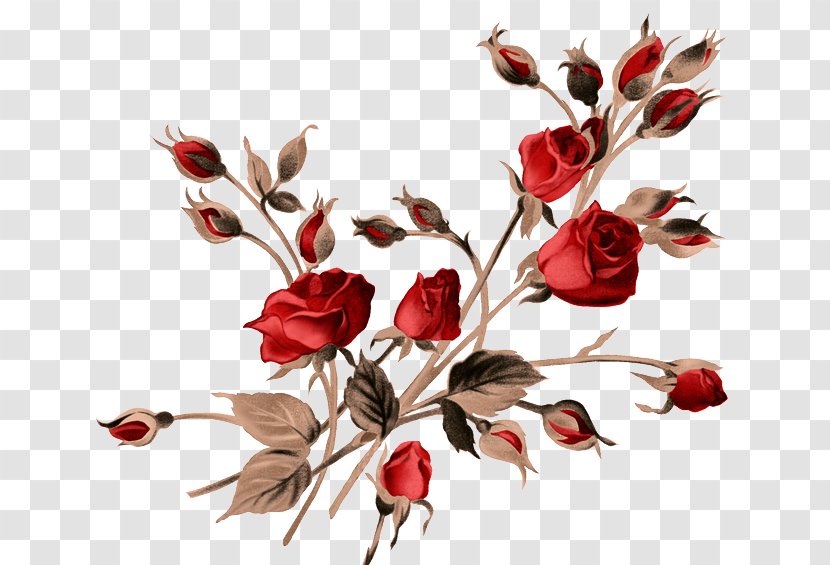 Painting Rose - Plant - Vintage Transparent PNG