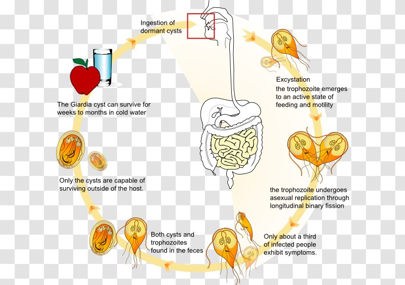Giardia Lamblia Giardiasis Biological Life Cycle Trophozoite Infection - Watercolor - Frame Transparent PNG