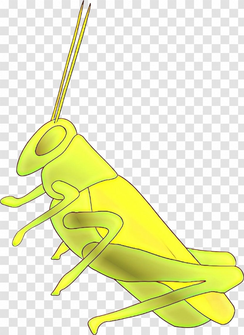 Grasshopper Clip Art Illustration Insect Locust - Cricket - Pollinator Transparent PNG