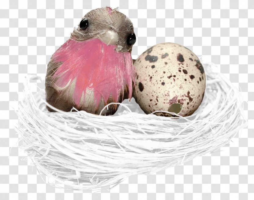 Bird Nest Egg - Eggshell Transparent PNG