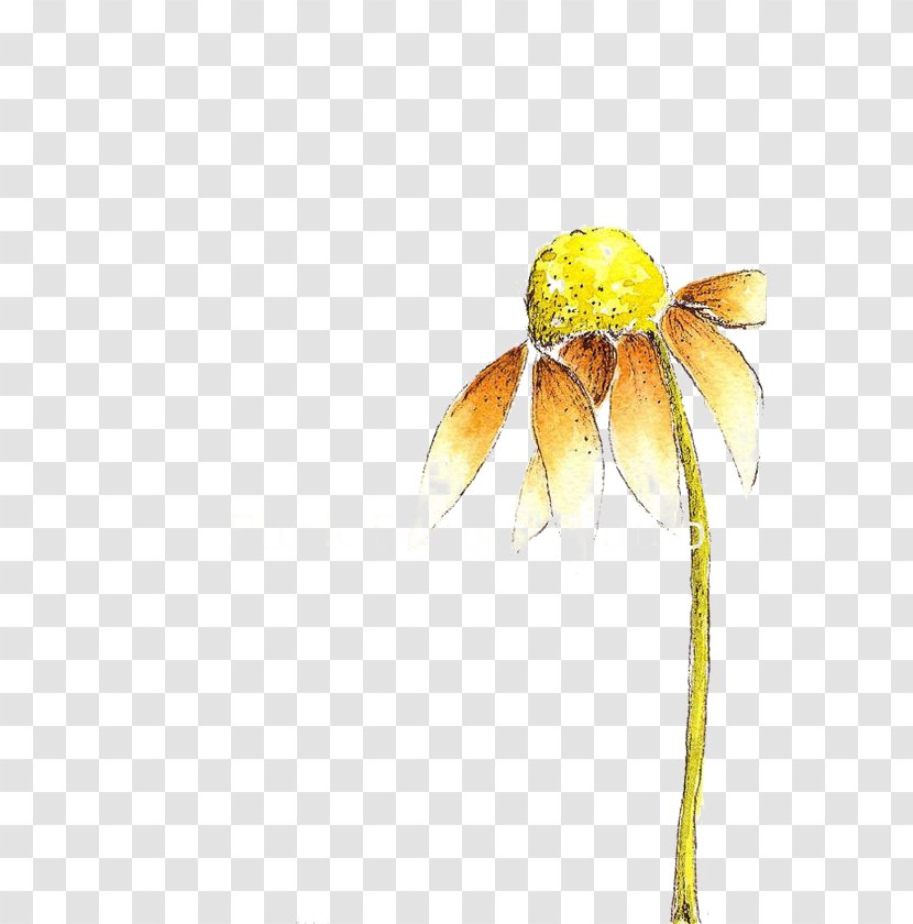 Petal Flower Image Drawing - Blight Design Element Transparent PNG