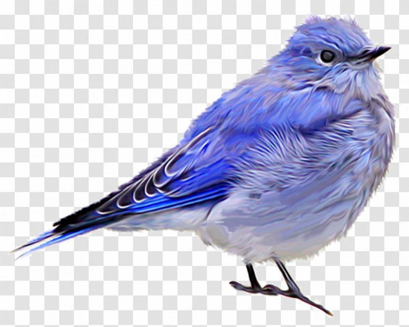 Bird House Sparrow Blue Jay Finches - Beak Transparent PNG