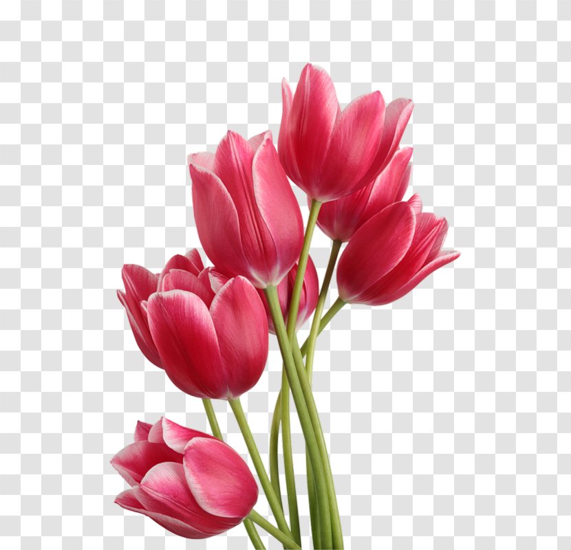 Tulip Flower Bouquet Clip Art - Lily Family Transparent PNG