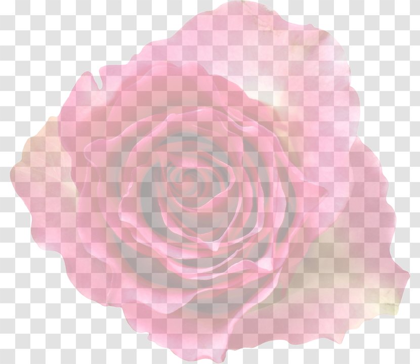 Garden Roses Cabbage Rose Pink Floribunda Clip Art - Petal - Flower Transparent PNG