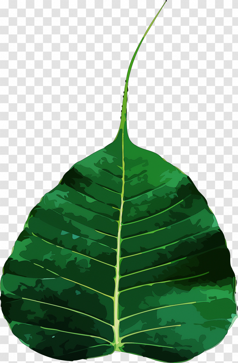 Bodhi Day Transparent PNG