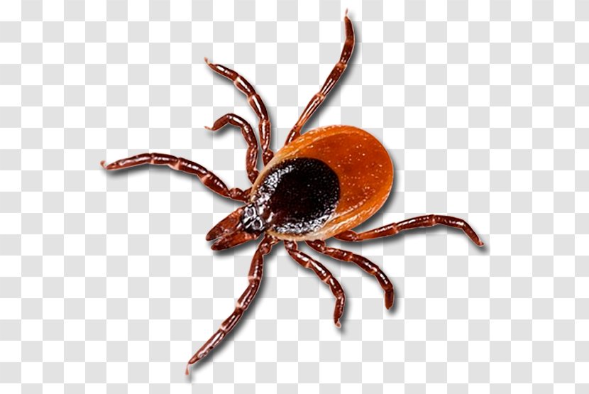 Tick Lyme Disease Health Chronic Condition - Organism Transparent PNG