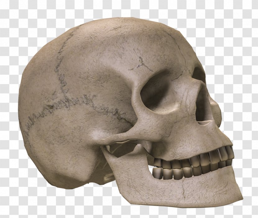 Skull Bone Skeleton - Skulls Transparent PNG