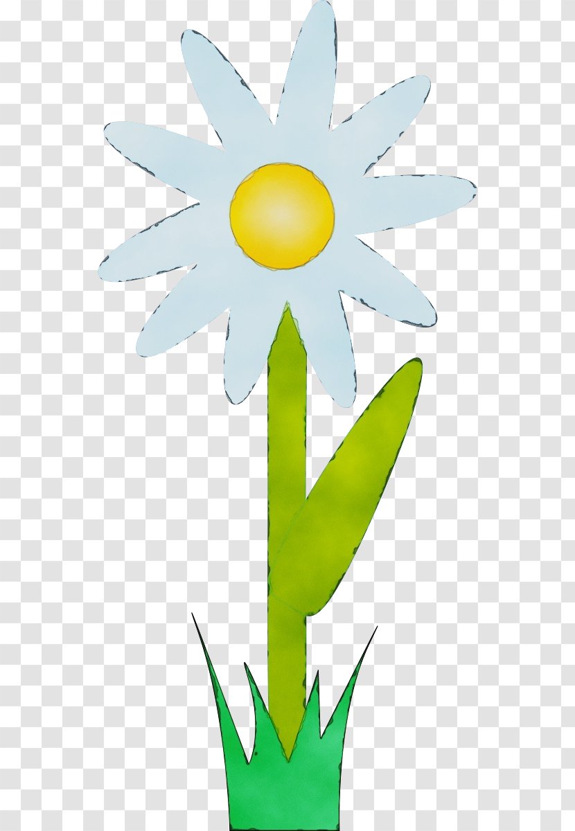 Watercolor Flower Background - Camomile - Daisy Sunflower Transparent PNG