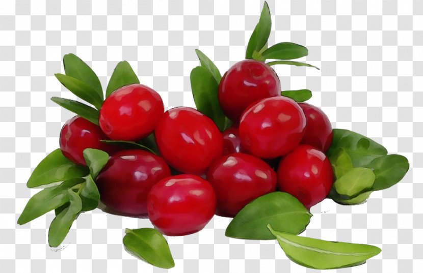Natural Foods Fruit Berry Plant Lingonberry - Flowering Flower Transparent PNG