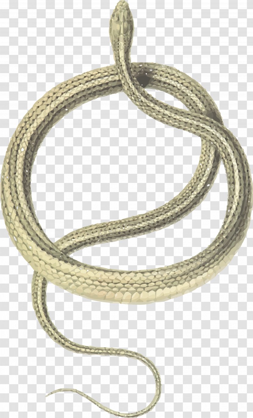 Green Whip Snake Coluber Balkan Shadow Of The - Silver - Chain Transparent PNG
