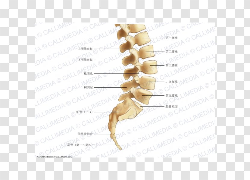 Bone Lumbar Vertebrae Vertebral Column Plexus - Cartoon - Sacrum Transparent PNG