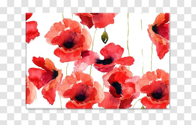 Common Poppy Stock Photography Flower Transparent PNG