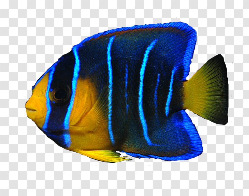 Angelfish Ocean Clip Art - Sea - Fish Transparent PNG