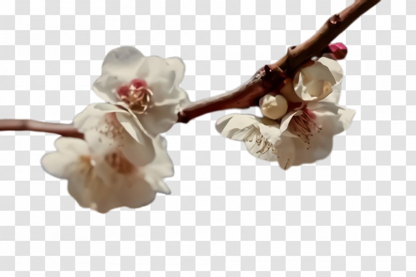 Cherry Blossom - Bud Petal Transparent PNG