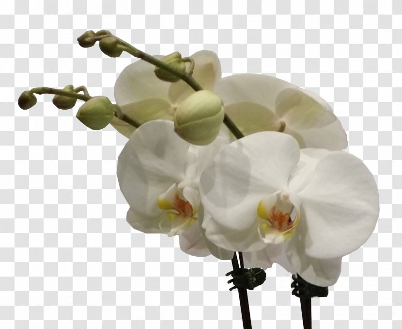 Moth Orchids Cut Flowers Flower Bouquet - Classy Wedding Transparent PNG