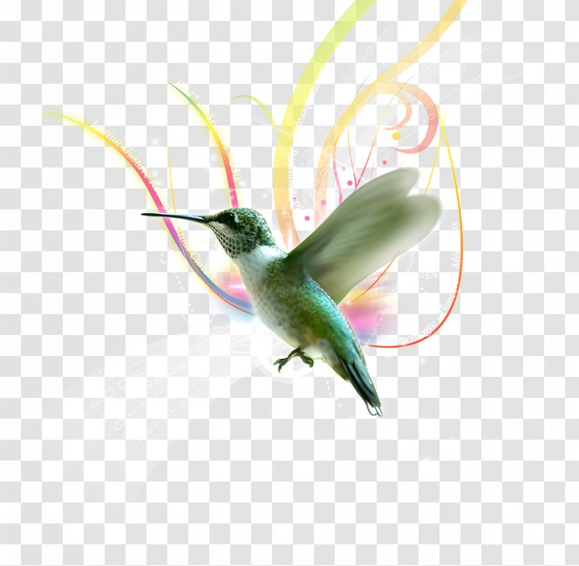 Hummingbird Almas Del Silencio Violetear - Ricky Martin - Bird Transparent PNG