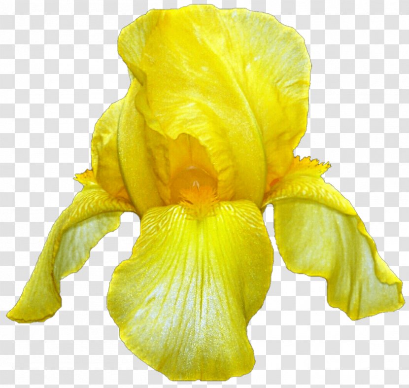 Iris Pseudacorus Flower Iridaceae Transparent PNG