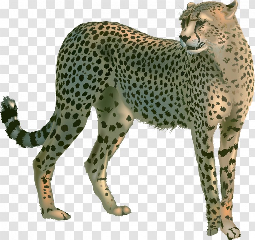 Cheetah Ghepardo English Language Cat Leopard - Terrestrial Animal Transparent PNG