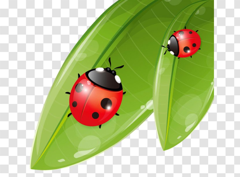 Coccinella Septempunctata Ladybird Cartoon Illustration - Insect - Ladybug Transparent PNG