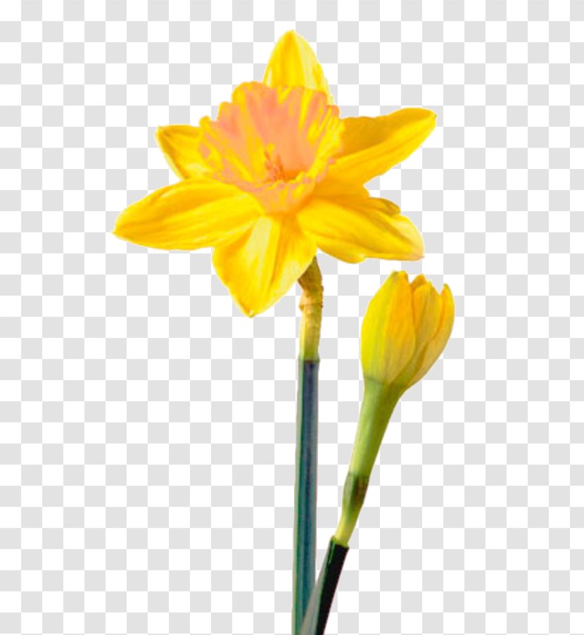 Birth Flower Clip Art Tulip Bulb - Cut Flowers Transparent PNG