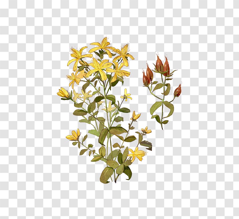 Cut Flowers Plant Stem Flowerpot Shrub Transparent PNG