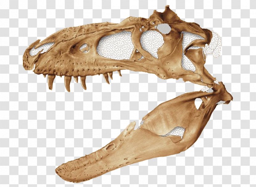 Bistahieversor Tyrannosaurus Kirtland Formation Dinosaur Aublysodon - Edmontosaurus Annectens - Mexico Skull Transparent PNG